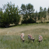 Three antelope off the road in Custer Park,SD