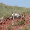 Another antelope on a hill in Custer Park, SD