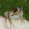 Frog sitting on a hand