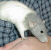 My rat Soozey adventuring in a pocket