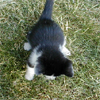 Sox a little kitten that was soo full of energy also the most brave. Such a sweetie!