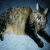 Maine Coon Mix
